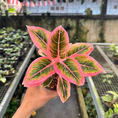 Aglaonema Lotus Delight