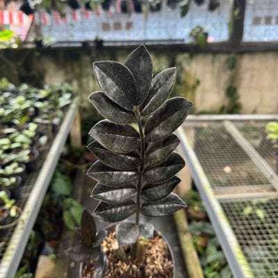 Zamioculcas Zamiifolia Black Raven (1 Stem)