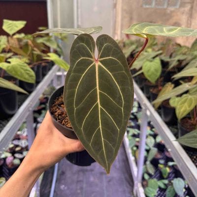 Anthurium Basseae x Blue Papillilaminum