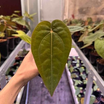 Anthurium Dressleri Panama x Zara Michelle