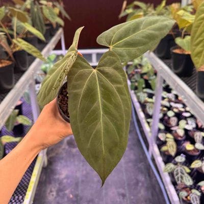 Anthurium Black Emerald x Portillae
