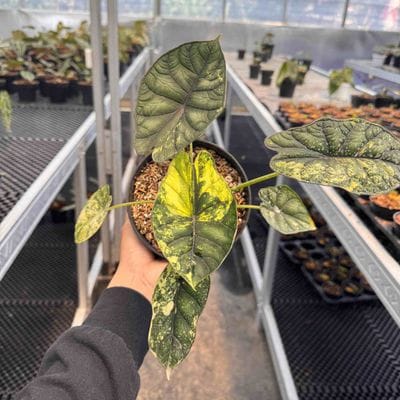 Alocasia Dragon Scale Green Variegated