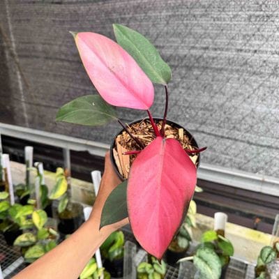 Philodendron Dark Lord Pink
