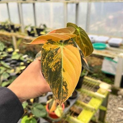 Philodendron Melanocrhysum Orange and Pink Variegated