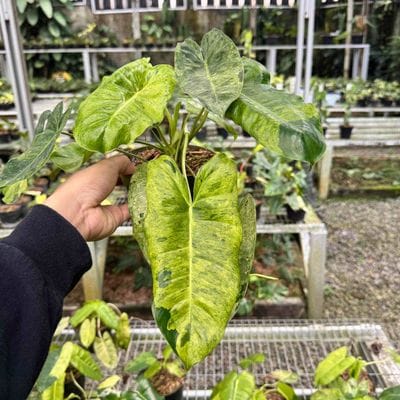 Philodendron Burlemarx Verde