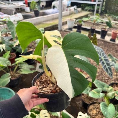 Monstera Albo Half Moon Mature Leaf
