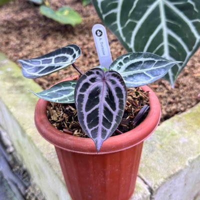 Anthurium Tortoise (Medium)