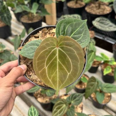 Anthurium King Of Spades HU Round Leaves (Best Choice)