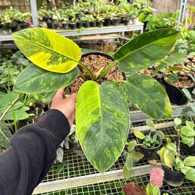 Philodendron Green Congo Variegated