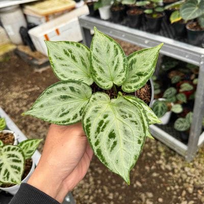 Anthurium Silver Tiger x Silver Blush (New Item)