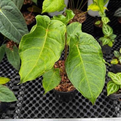 Anthurium Veitchii Mutations