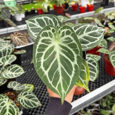 Anthurium Zara Michelle x Silver