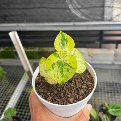 Peperomia Polybotrya Variegated