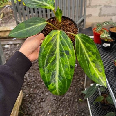 Pepermoia Maculosa Variegated