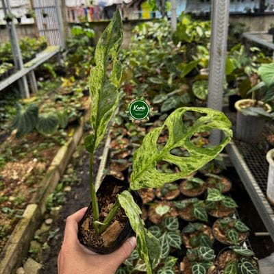 Monstera Adansonii Mint Mottled