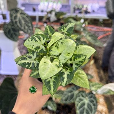 Syngonium Mini Pixie