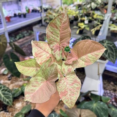 Syngonium Nebula