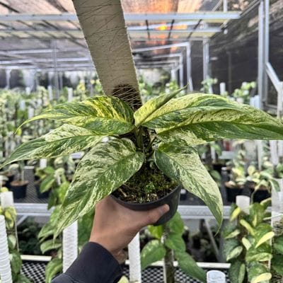 Anadendrum Variegated