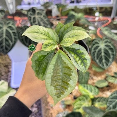 Elatostema SP Salaka