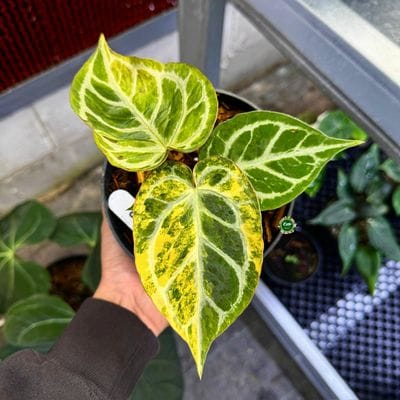 Anthurium Magna x Hellboy