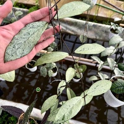 Hoya Allena