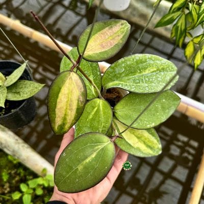 Hoya Glabra Variegated Inner