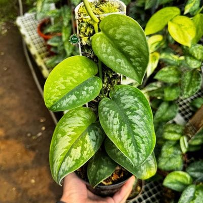 Scindapsus Exotica Kapuas Green On Green