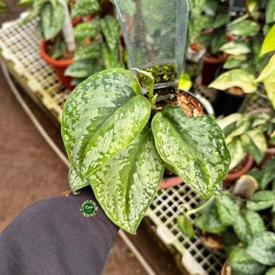 Scindapsus Exotica Prabu Green On Green
