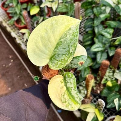 Scindapsus Exotica Siak