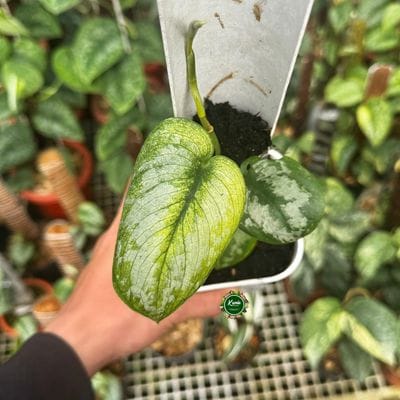 Scindapsus Golden Onyx