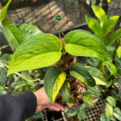 Scindapsus Jade Satin Green On Green