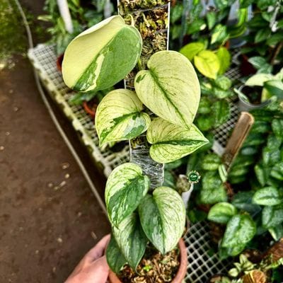 Scindapsus Silver Knight Infinity