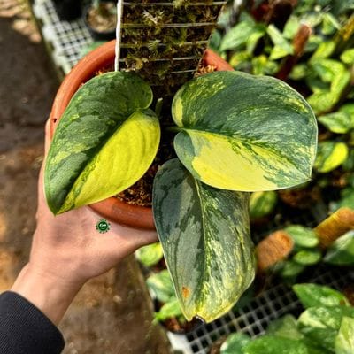 Scindapsus Silver Knight Radja