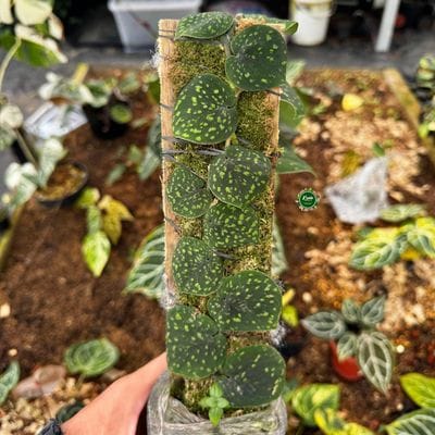 Scindapsus Snack Scale