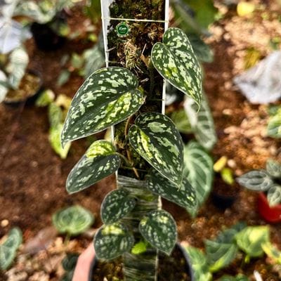 Scindapsus Tricolor Silver Dark Variegated