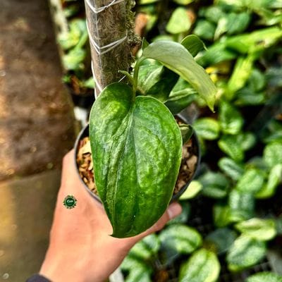 Scindapsus Yusan