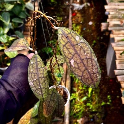 Hoya Clemensiorum Red Velvet