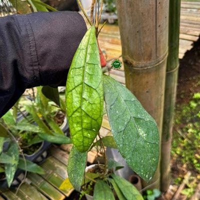 Hoya Clemensiorum SP Borneo