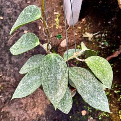 Hoya Latifolia Rimba Perak