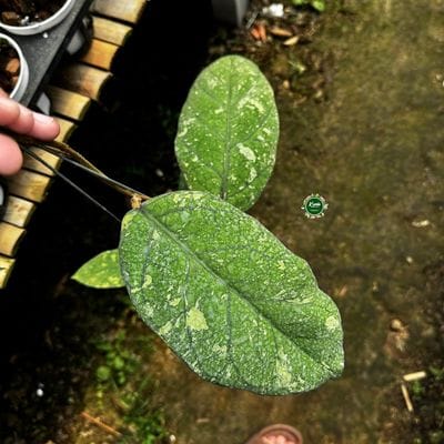 Hoya Meredithii SP Bengkulu