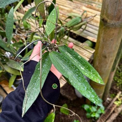 Hoya Rindu Rafflesia