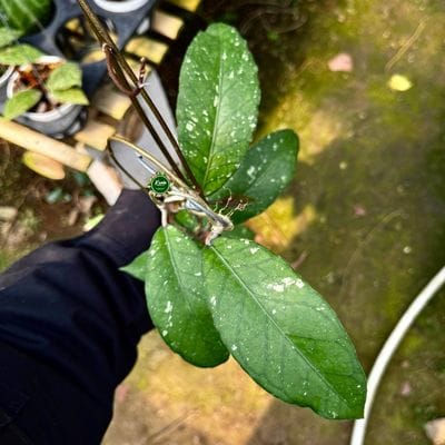 Hoya SP Aceh Pandan Dalu