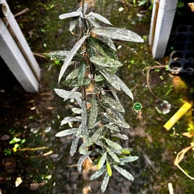 Hoya Sigillatis SP Thailand