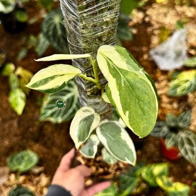 Scindapsus Exotica White Lava