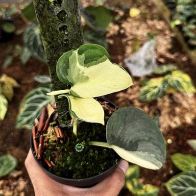 Scindapsus Junjung Buih White Lava